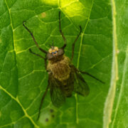 Gewöhnliche Stilettfliege