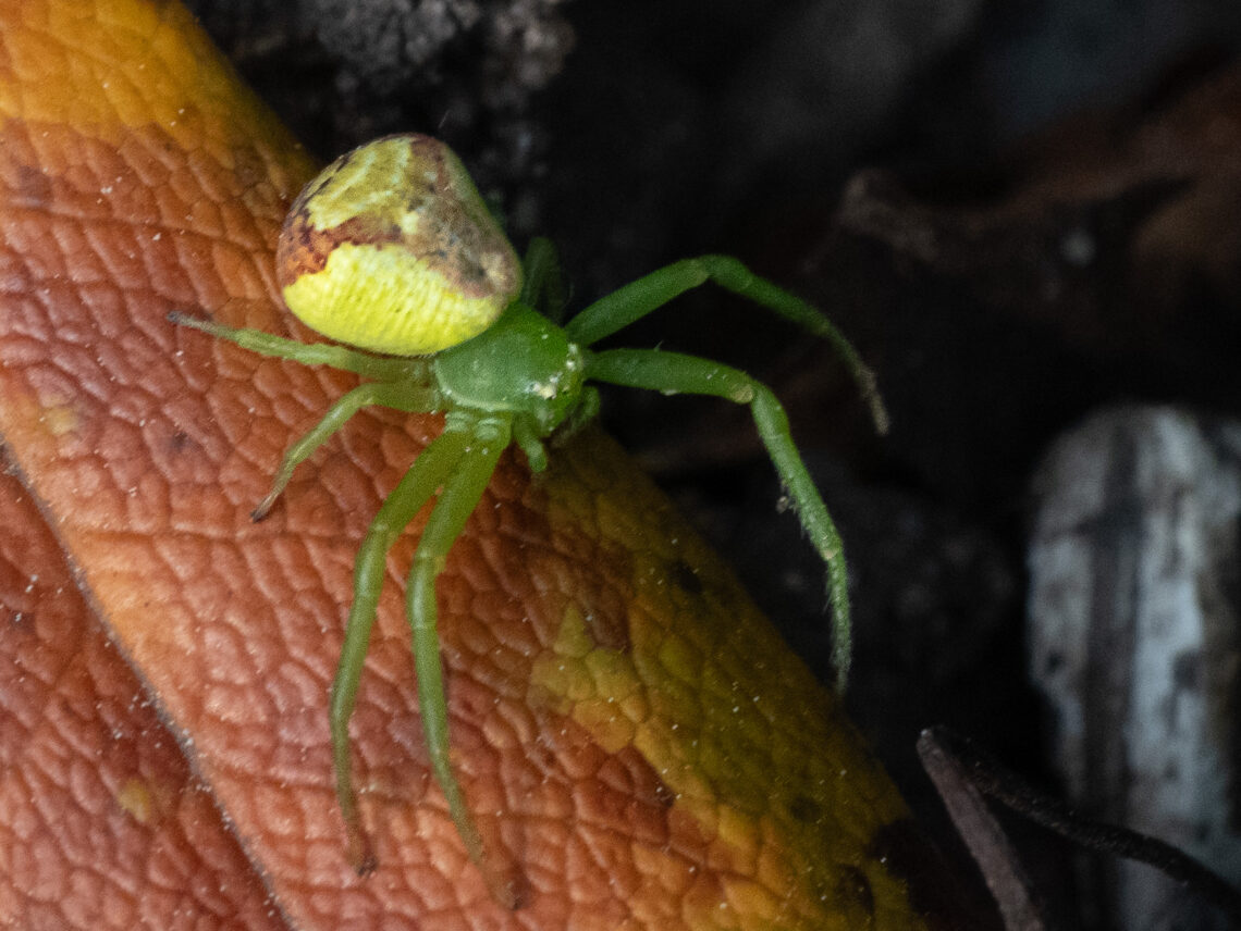Grüne Krabbenspinne
