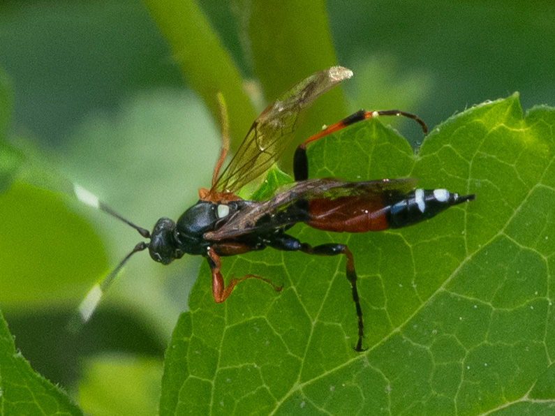 Exephanes ischioxanthus