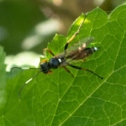 Exephanes ischioxanthus