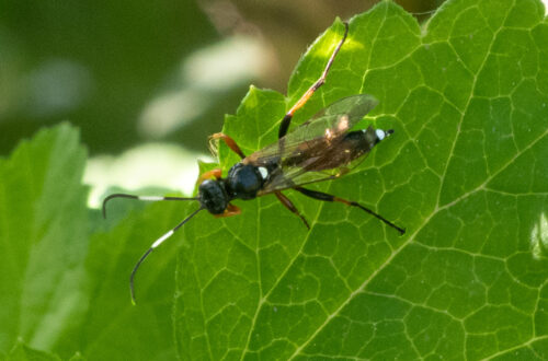 Exephanes ischioxanthus