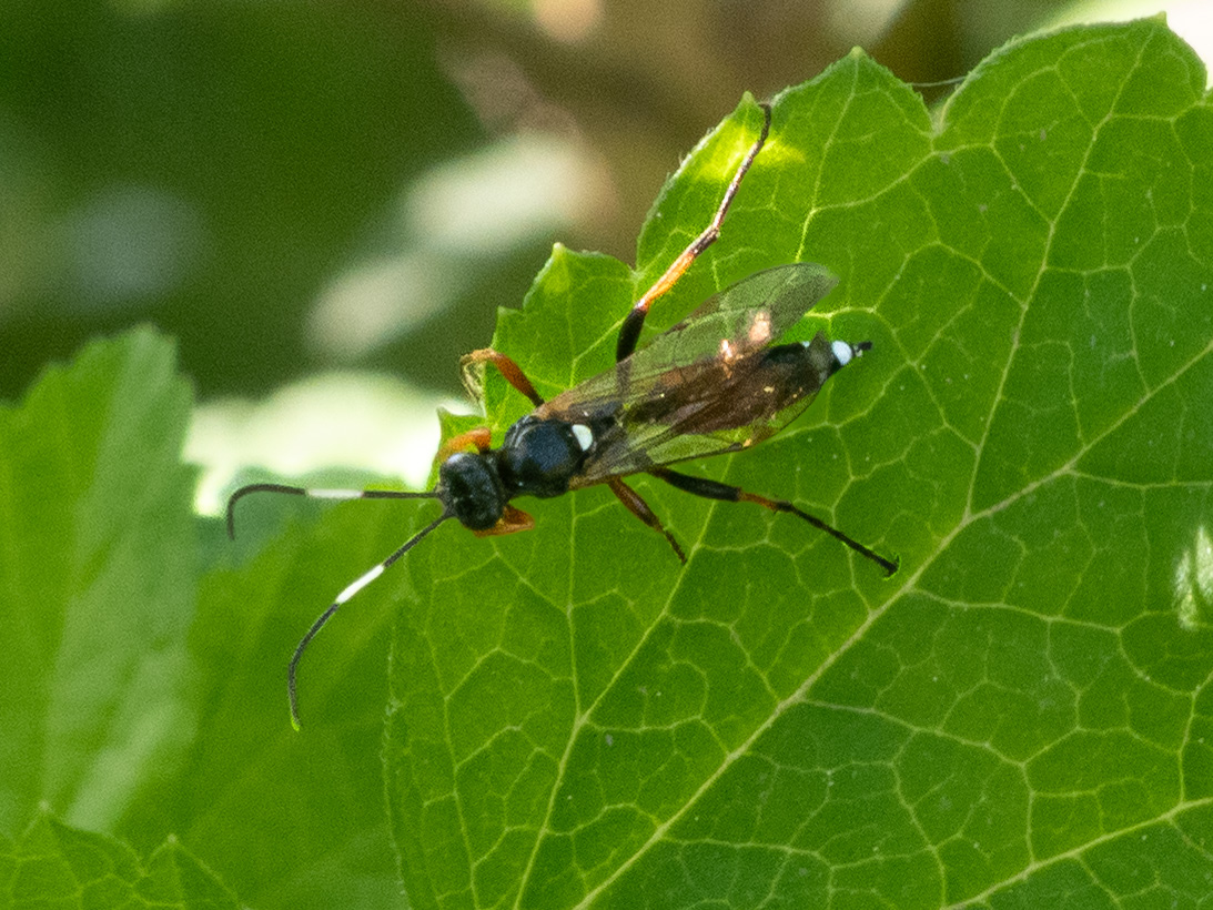 Exephanes ischioxanthus