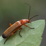 Roter Weichkäfer