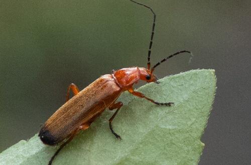 Roter Weichkäfer