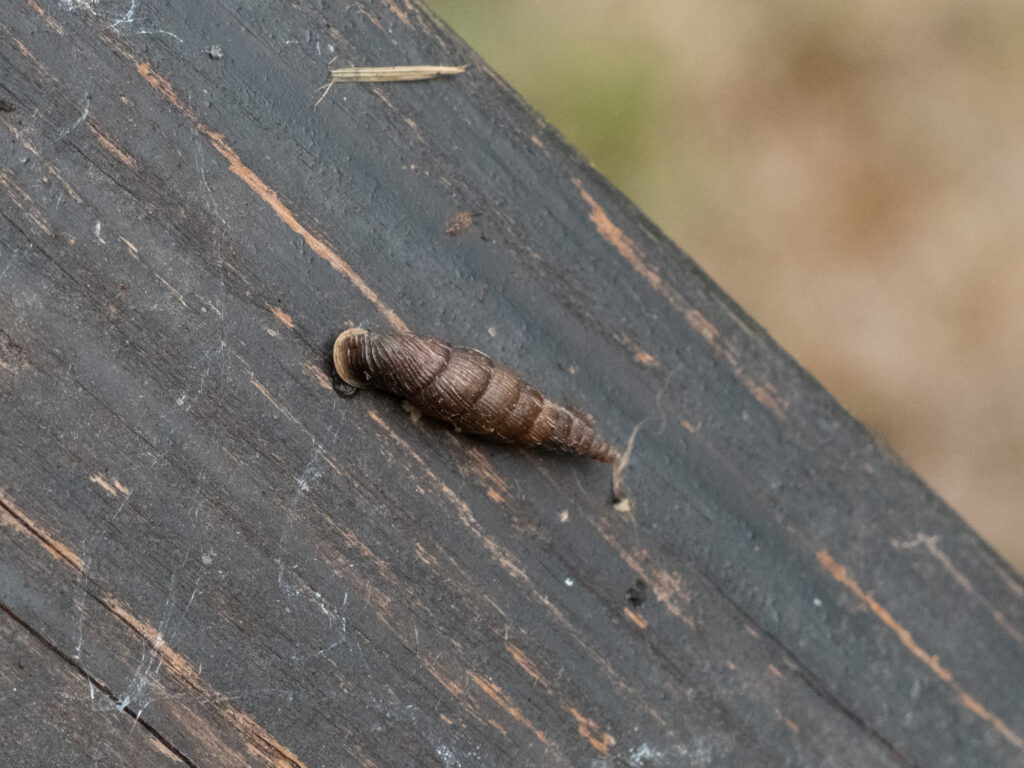 Schließmundschnecke