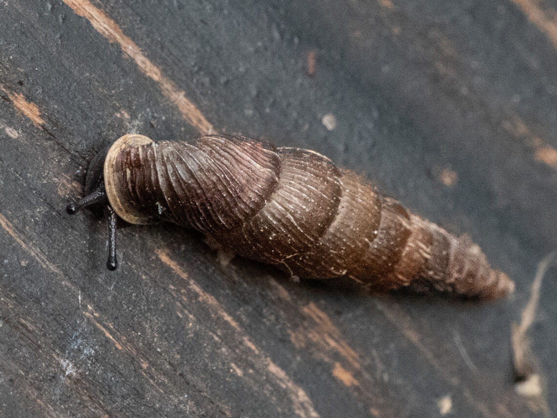 Schließmundschnecke