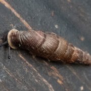 Schließmundschnecke