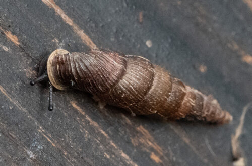 Schließmundschnecke