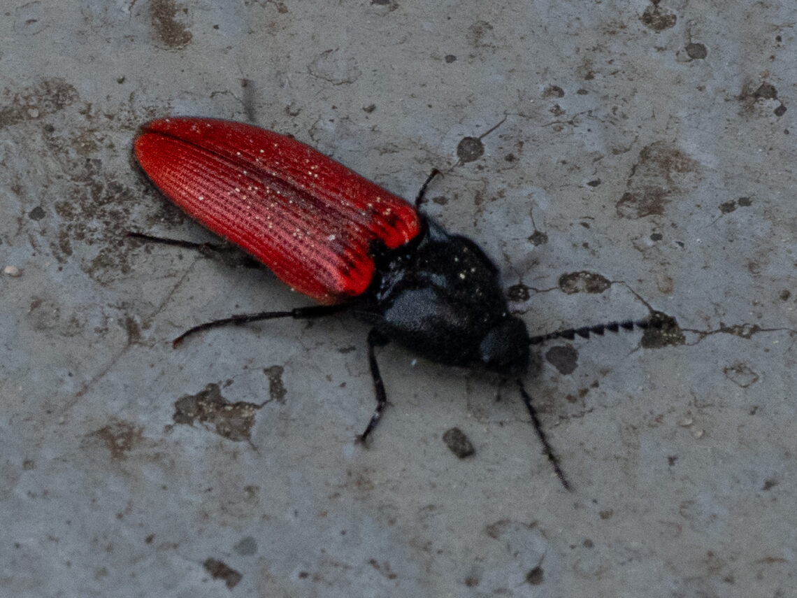 Wahrscheinlich ein Blutroter Schnellkäfer (Ampedus sanguineus)