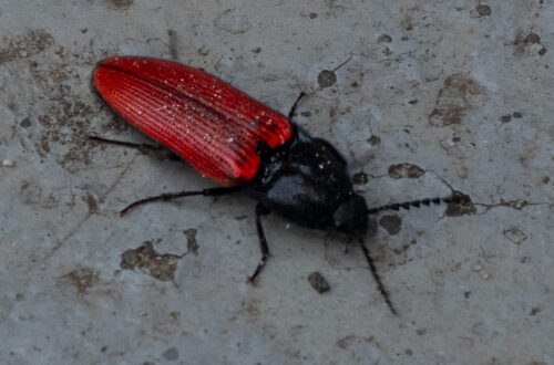 Wahrscheinlich ein Blutroter Schnellkäfer (Ampedus sanguineus)
