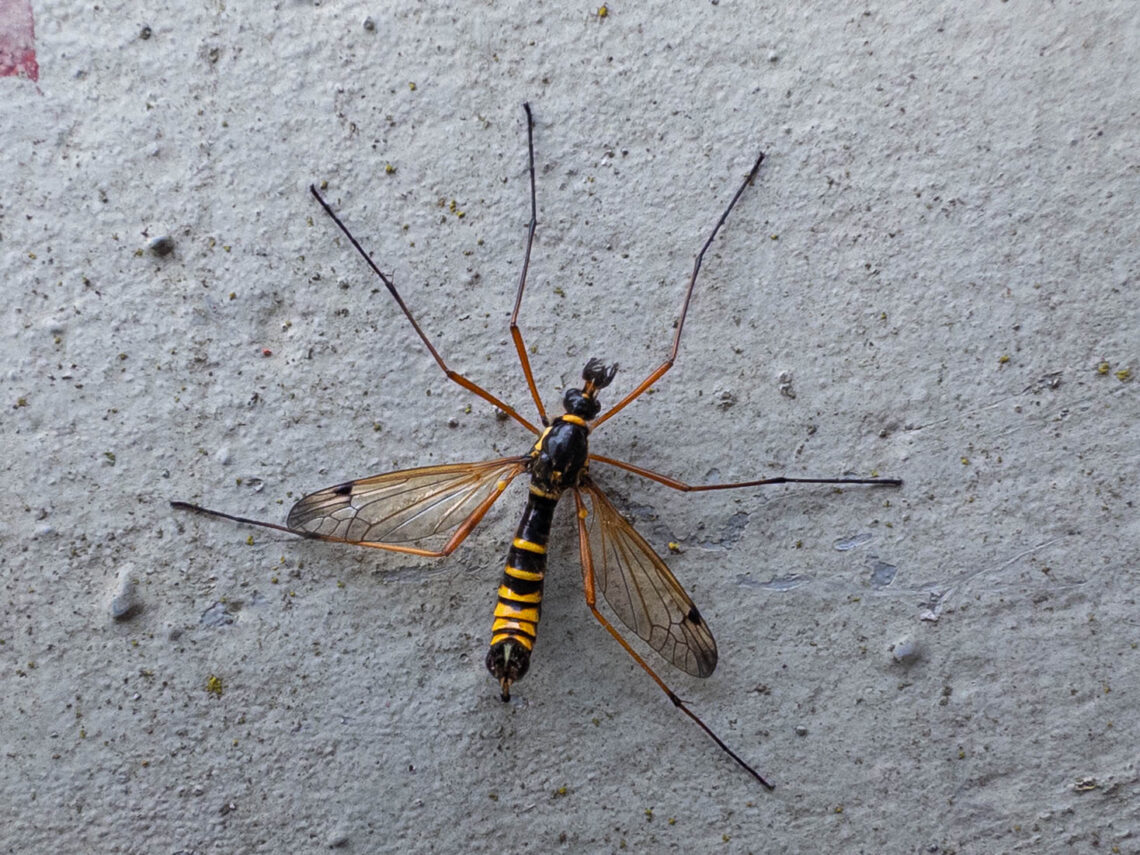 Gelbgebänderte Kammschnake