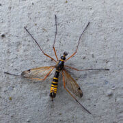 Gelbgebänderte Kammschnake