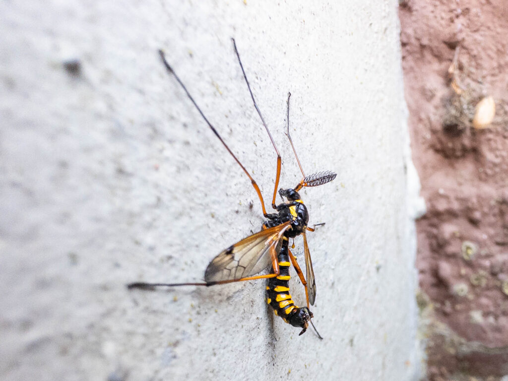 Gelbgebändete Kammschnake (Ctenophora flaveolata)
