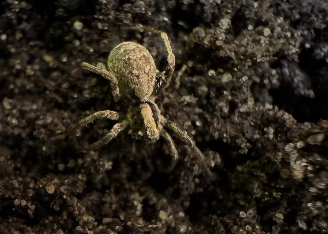 Kleiner Sonnenwolf, eine Spinne aus der Familie der Wolfspinnen