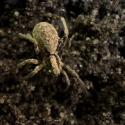 Kleiner Sonnenwolf, eine Spinne aus der Familie der Wolfspinnen