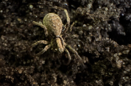 Kleiner Sonnenwolf, eine Spinne aus der Familie der Wolfspinnen