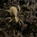 Kleiner Sonnenwolf, eine Spinne aus der Familie der Wolfspinnen